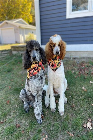 Grooming example - two standard poodles