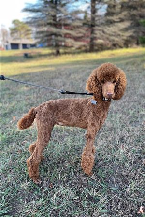 Grooming example - brown standard poodle